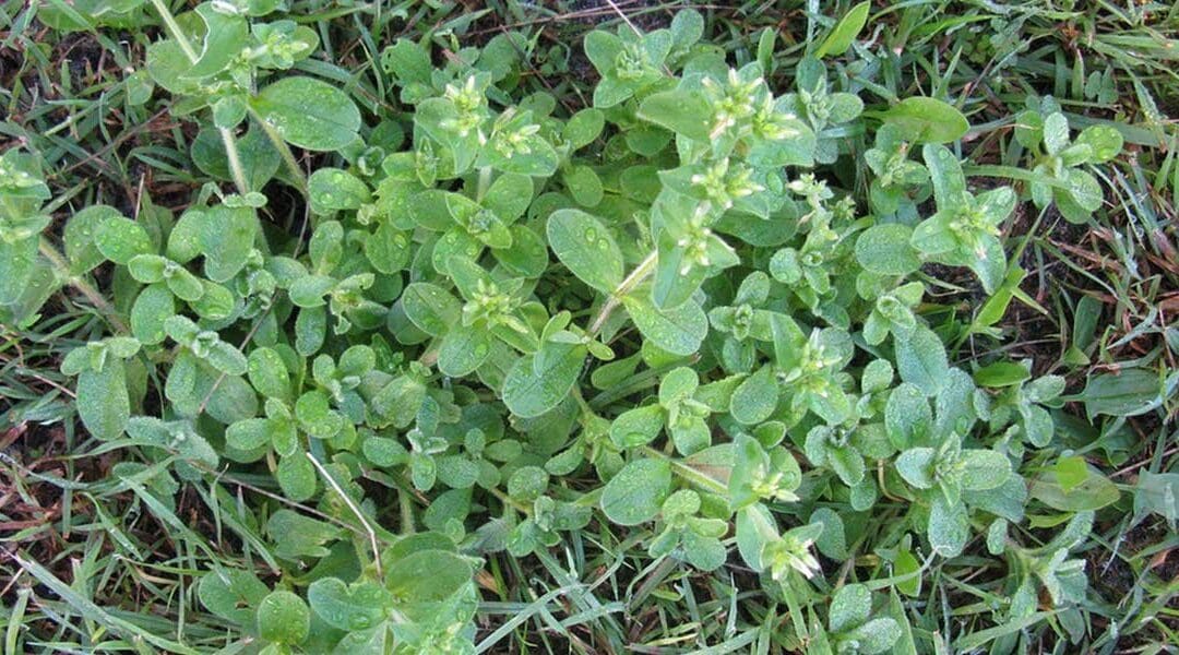 Broadleaf Weeds & What To Do About Them