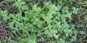 Broadleaf Weed - Sticky Chickweed