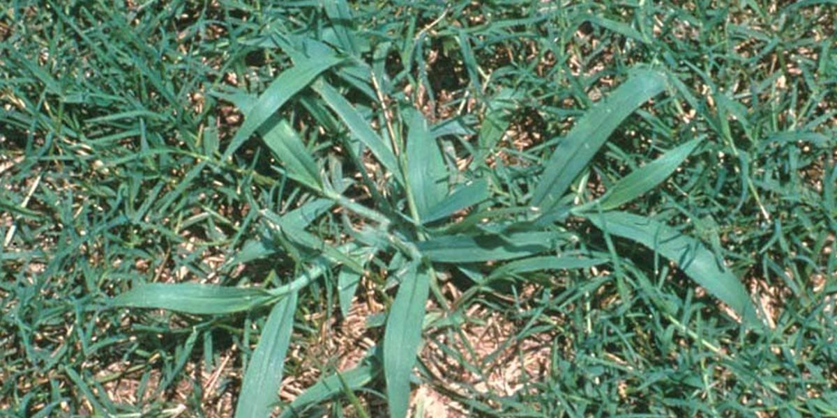 Crabgrass - Grassy Weeds & Lawn Weed Control