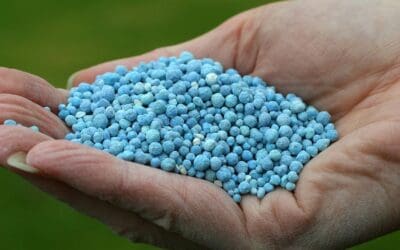 Too Much Fertilizer Is Bad For Turf