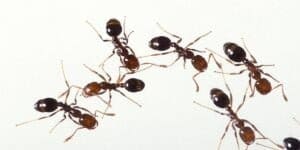 Fire Ants - Professional Lawn Insect Control Treatments