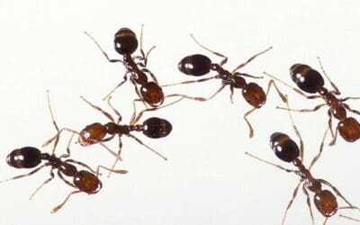 Fire Ants Are A Serious Problem