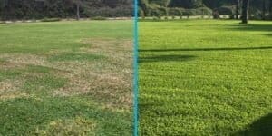 Turf Fungus Repair Treatment Before-After