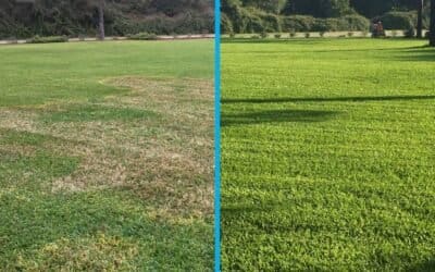 Turf Fungus Treatment Options