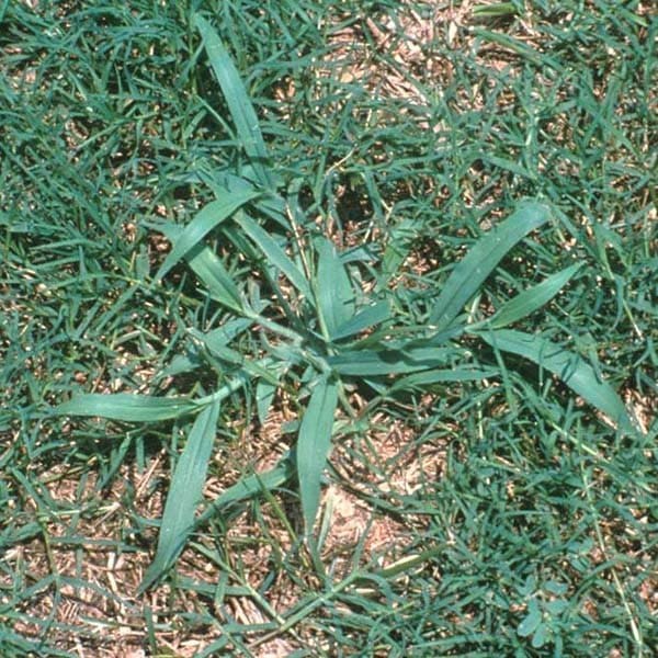 Crabgrass