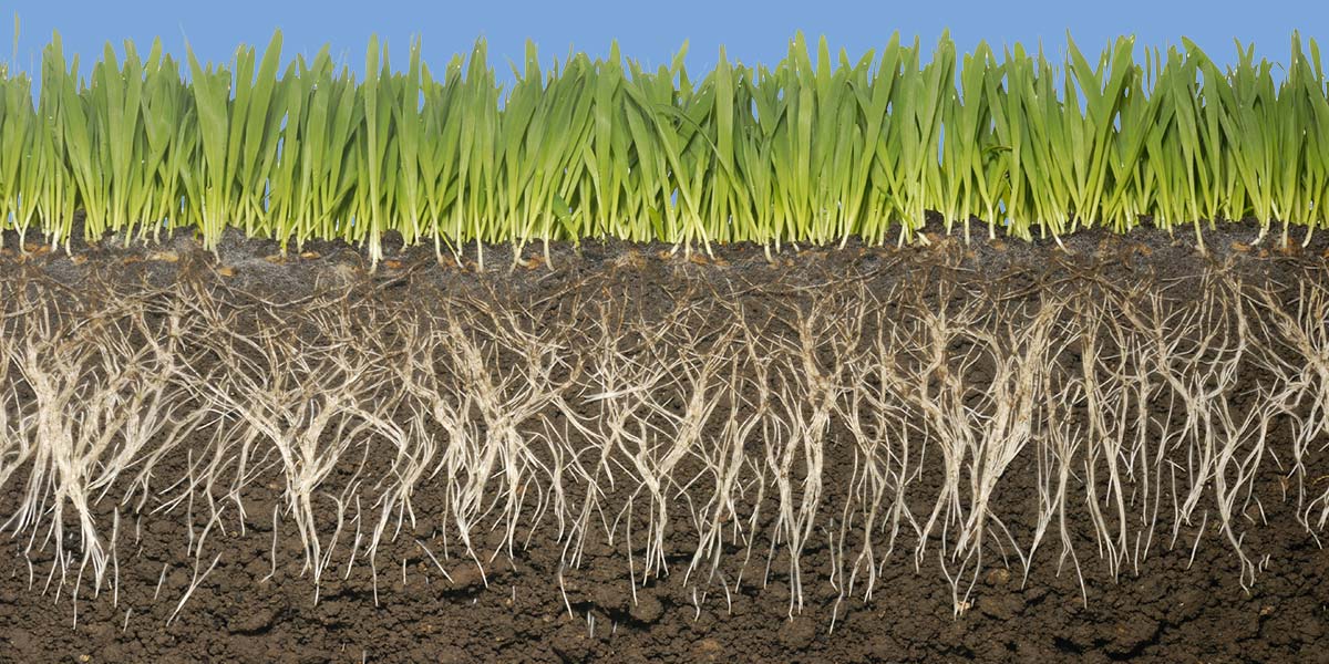 Healthy Turf Grass Root Health Benefits for Lawn