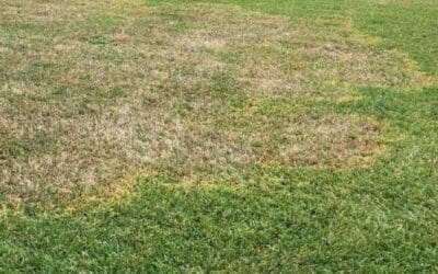 Top Lawn Fungicide Treatments for a Healthy Green Yard