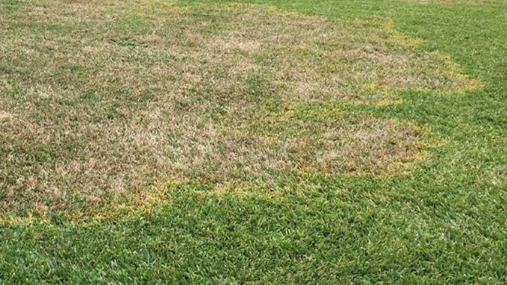 Effective Lawn Fungus Treatment Solutions for Healthy Turfgrass Effective Lawn Fungus Treatment Solutions for Healthy Turfgrass