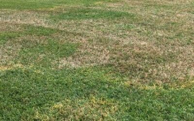 Top Lawn & Garden Fungicides for a Healthy Landscape